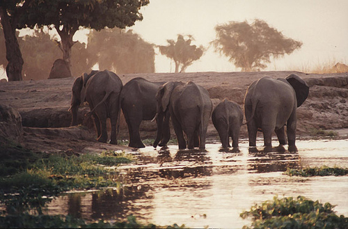 Mana Pools National Park